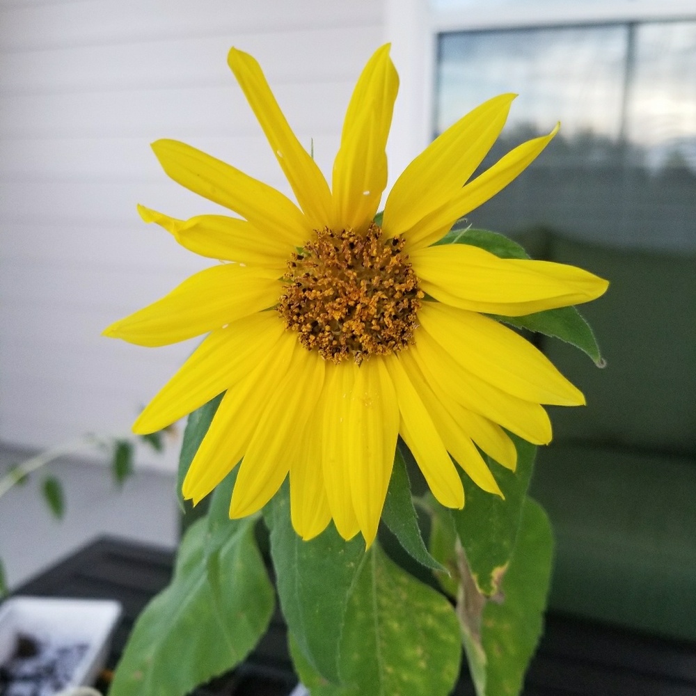 Meet your Posher, Jessie